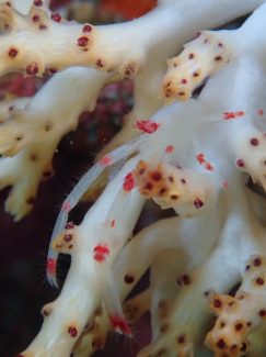 クダヤギクモエビ