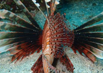 ハナミノカサゴ