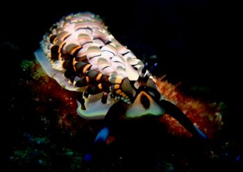 リュウキュウカスミミノウミウシ