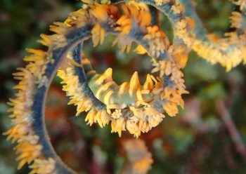 ビシャモンエビ