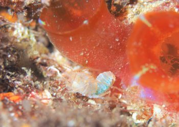 サンゴヒメエビ