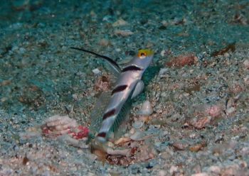 ヒレナガネジリンボウ