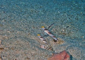 ヒレナガネジリンボウ