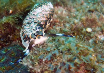 リュウキュウカスミミノウミウシ