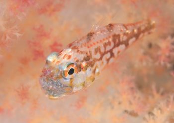 イナズマヒカリイシモチ口内保育