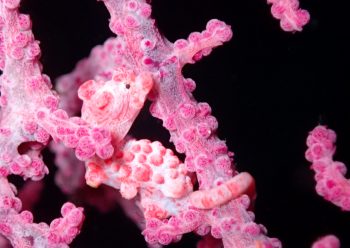 ピグミーシーホース