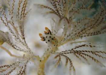 ツノザヤウミウシ