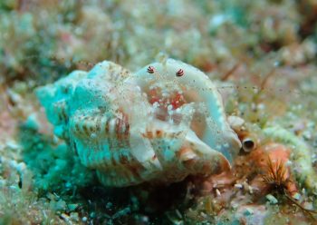 ネジレヤドカリ属の一種