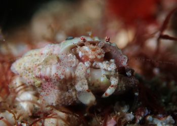 ネジレヤドカリ属の一種