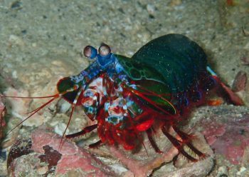 モンハナシャコ