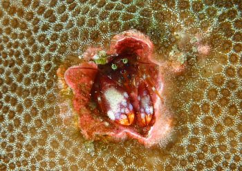 ニシキカンザシヤドカリ