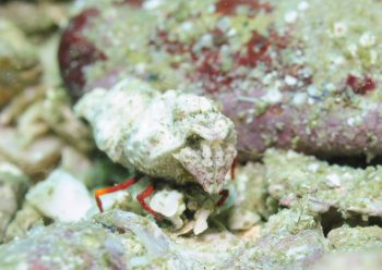 ウェルコイア・インテルゥプタ