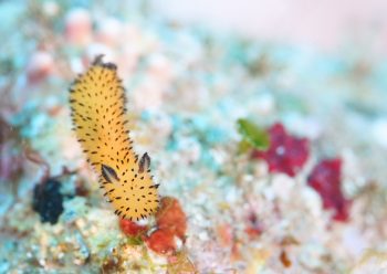 ゴマフビロードウミウシ