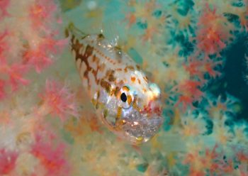 イナズマヒカリイシモチ口内保育