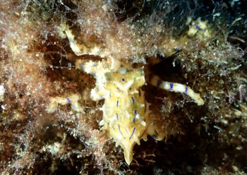 ヒョウモンダコ