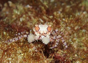 キンチャクガニ