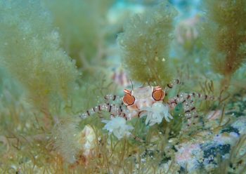 キンチャクガニ