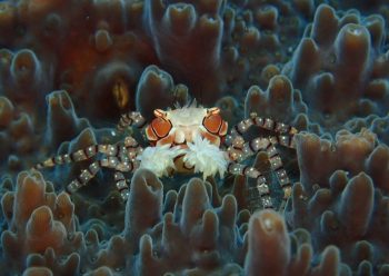 キンチャクガニ