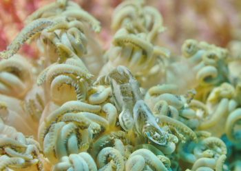 アザミカクレモエビ