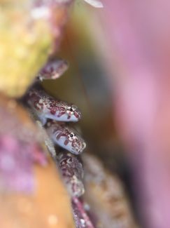 メシマウバウオ