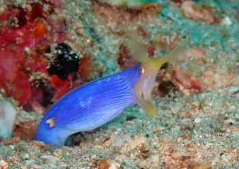 ハナヒゲウツボ