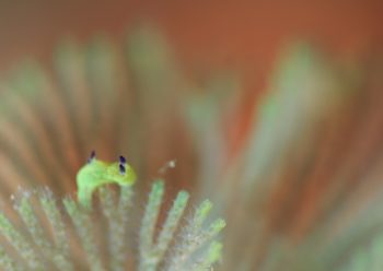 コミドリリュウグウウミウシ