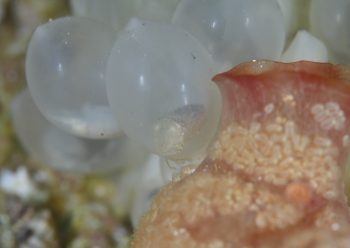 コウイカタマゴ