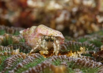 アオヒゲヒラホンヤドカリ