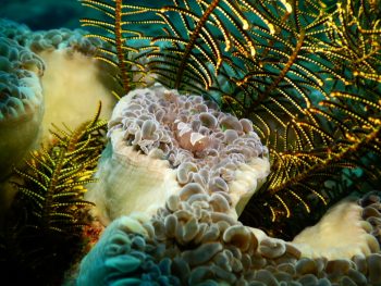 ハモポントニア・フンジコーラ