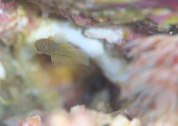 フトスジイレズミハゼ