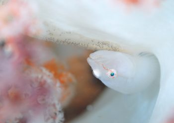 スケロクウミタケハゼ