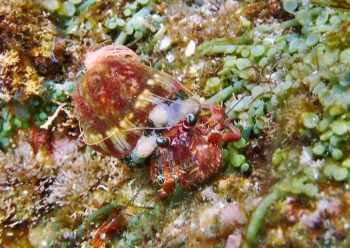 ソメンヤドカリ