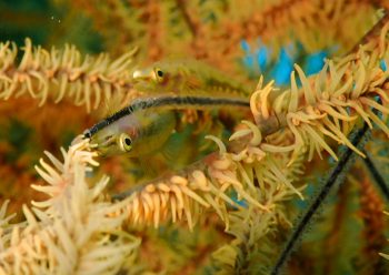 スジグロガラスハゼ