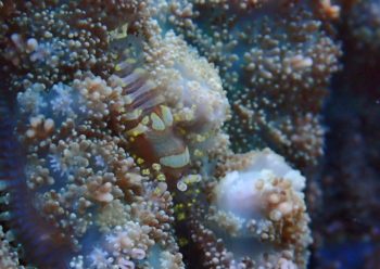 イソギンチャクモドキカクレエビ