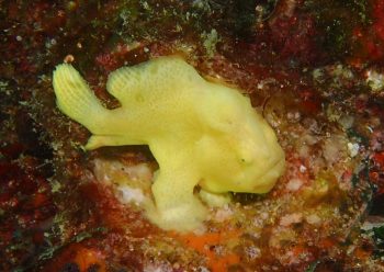 オオモンカエルアンコウ