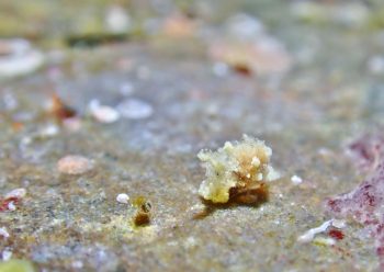 マメツブウミコチョウ