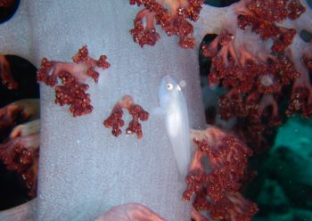 スケロクウミタケハゼ