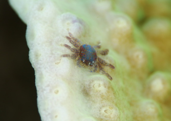 アシビロサンゴヤドリガニ