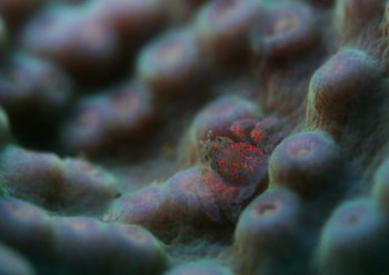 アシビロサンゴヤドリガニ