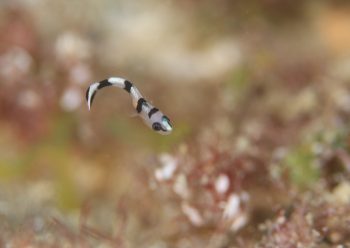 アジアコショウダイ