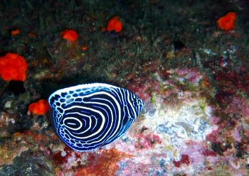 タテジマキンチャクダイ