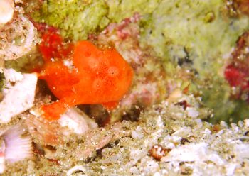 カエルアンコウ