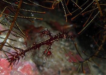 ニシキフウライウオ