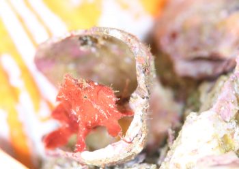 ベニカエルアンコウ