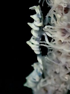 ビシャモンエビ