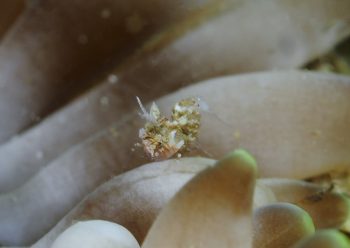 サガミツノメエビ