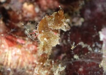 ハチジョウタツ