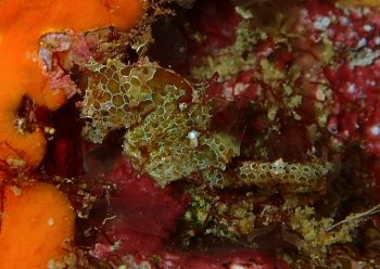 ハチジョウタツ