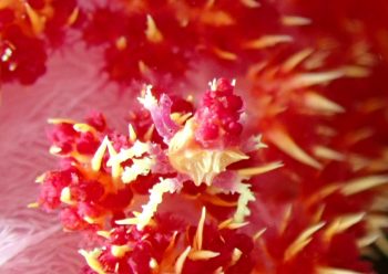 イソコンペイトウガニ