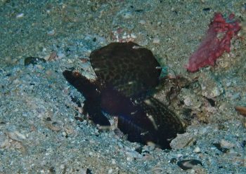 ホタテツノハゼ